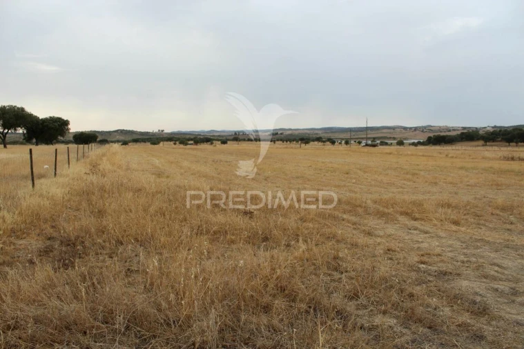 Terreno para Venda em Terena (São Pedro) Foto 4