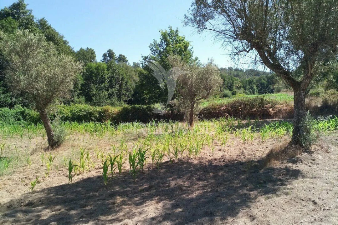 Terreno para Venda em Vila Cortes da Serra Foto 23