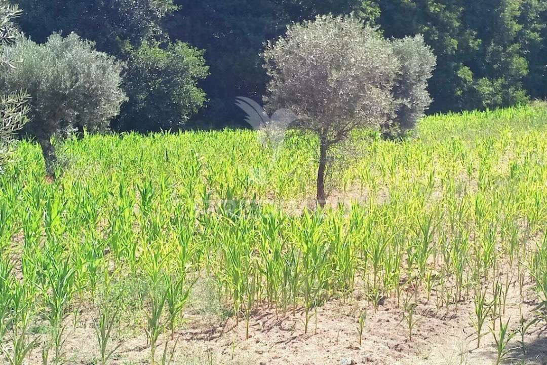 Terreno para Venda em Vila Cortes da Serra Foto 19