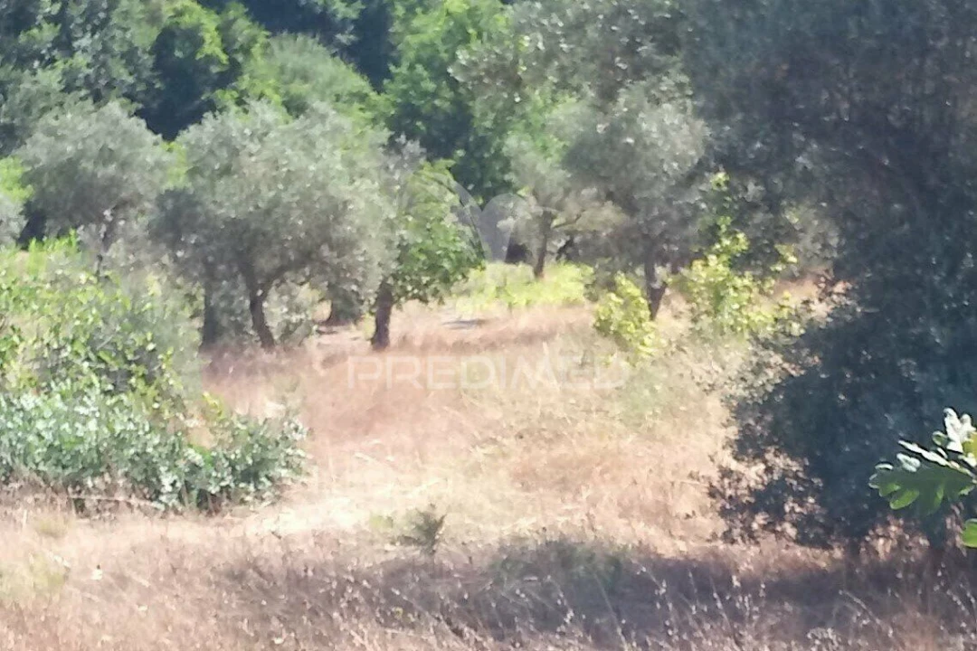 Terreno para Venda em Vila Cortes da Serra Foto 14