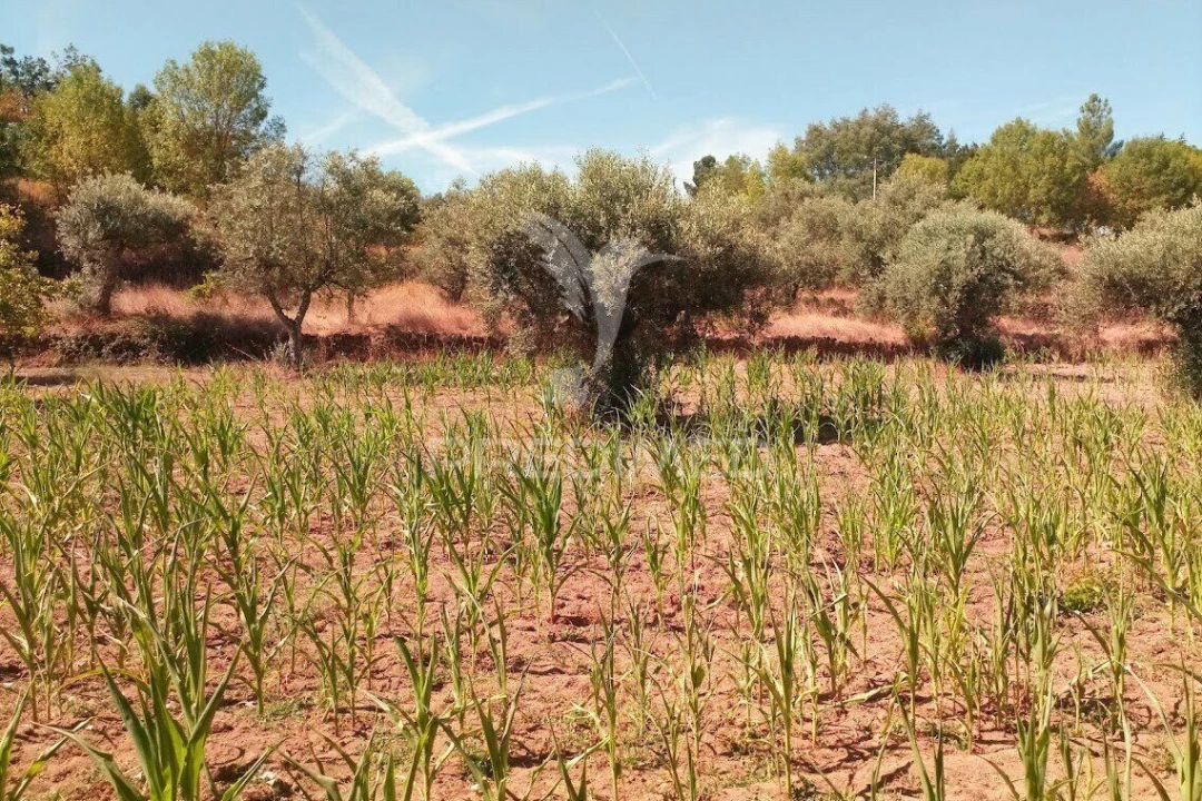 Terreno para Venda em Vila Cortes da Serra Foto 24