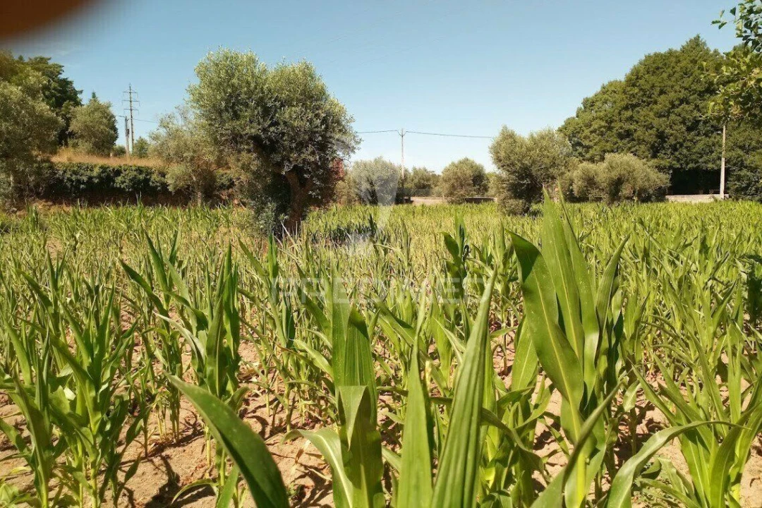 Terreno para Venda em Vila Cortes da Serra Foto 26
