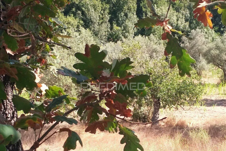 Terreno para Venda em Vila Cortes da Serra Foto 18
