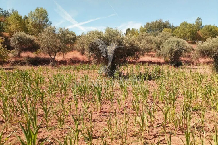 Terreno para Venda em Vila Cortes da Serra Foto 24
