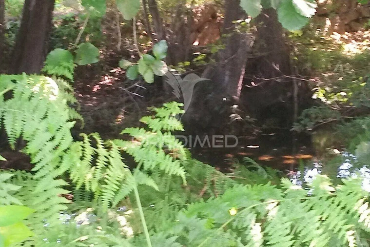 Terreno para Venda em Vila Cortes da Serra Foto 28