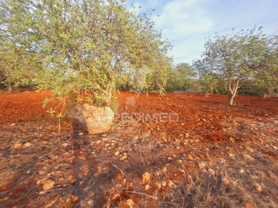Terreno para Venda em Loule (São Sebastião) Foto 13
