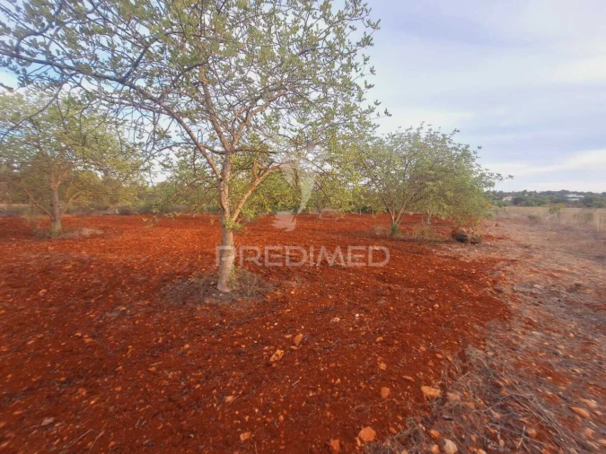 Terreno para Venda em Loule (São Sebastião) Foto 5