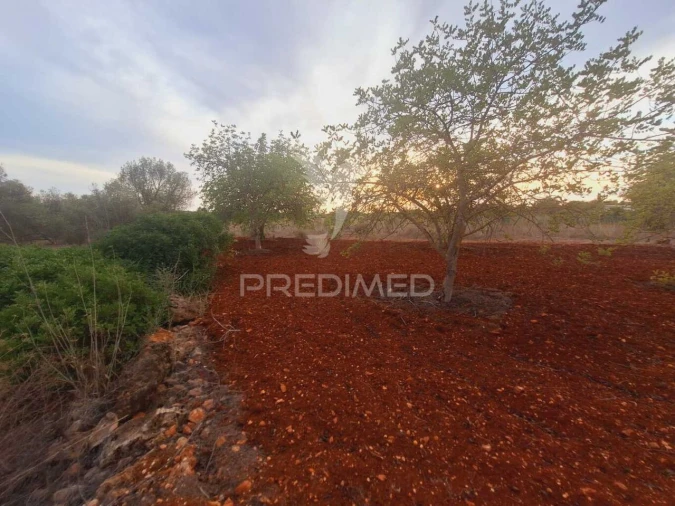 Terreno para Venda em Loule (São Sebastião) Foto 4