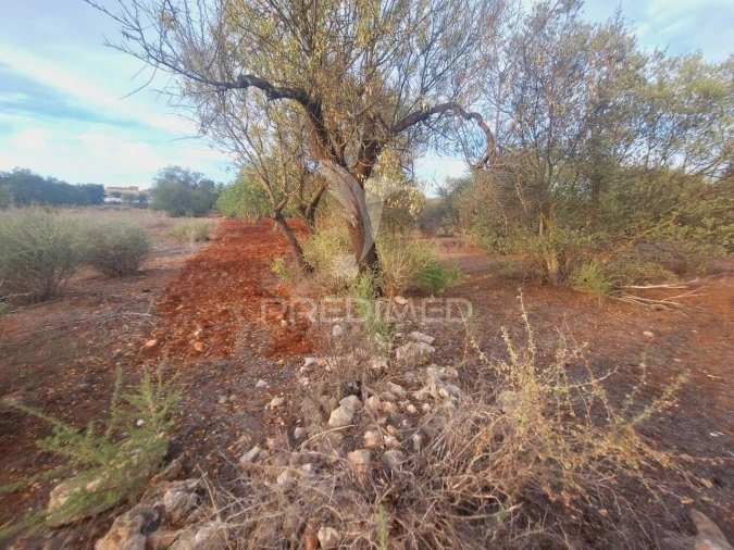 Terreno para Venda em Loule (São Sebastião) Foto 7