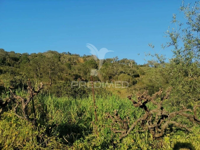 Quinta T3 para Venda em Salir Foto 29