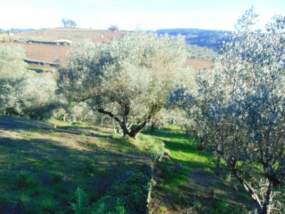 Terreno para Venda em Abaças Foto 15