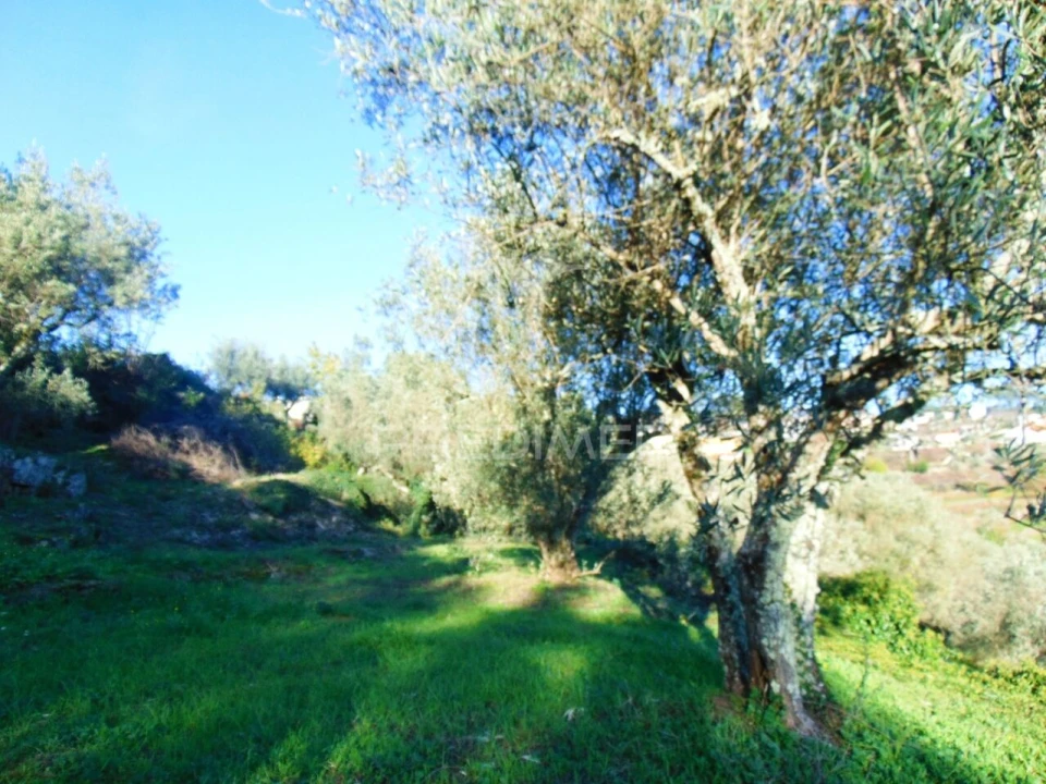 Terreno para Venda em Abaças Foto 10