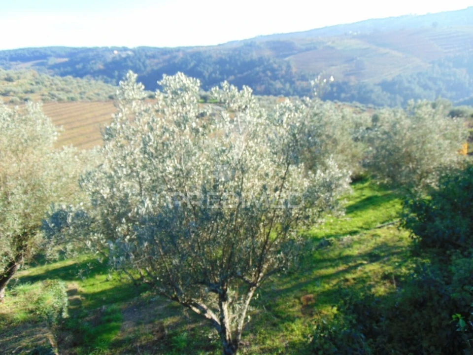 Terreno para Venda em Abaças Foto 16