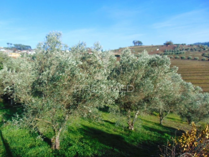 Terreno para Venda em Abaças Foto 9