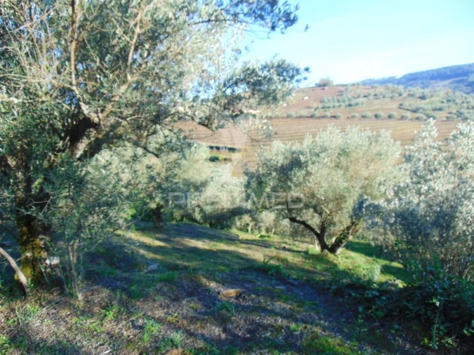 Terreno para Venda em Abaças Foto 14