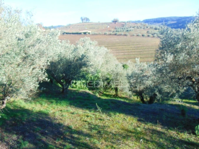 Terreno para Venda em Abaças Foto 17