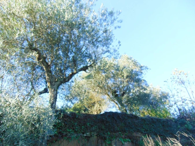 Terreno para Venda em Abaças Foto 13