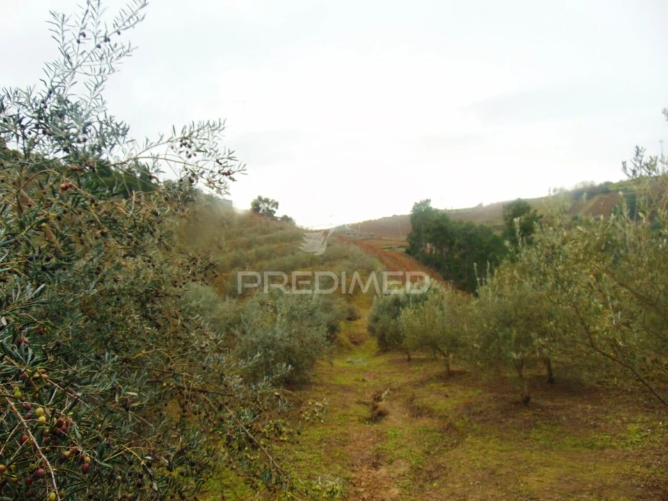 Terreno para Venda em Abaças Foto 17