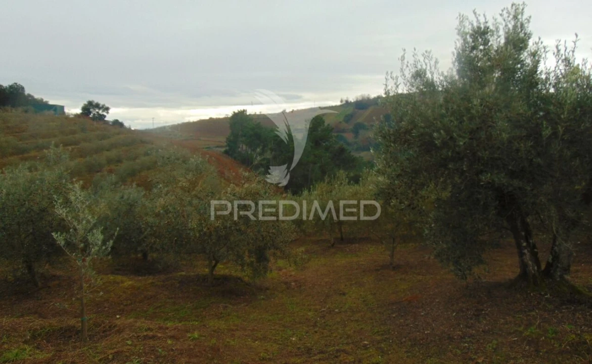 Terreno para Venda em Abaças Foto 20