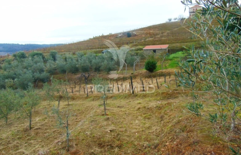 Terreno para Venda em Abaças Foto 13