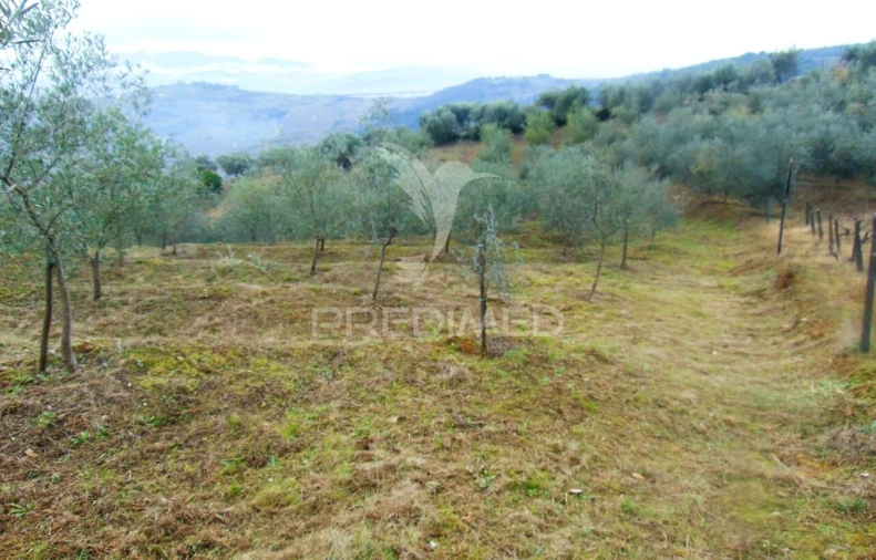 Terreno para Venda em Abaças Foto 6
