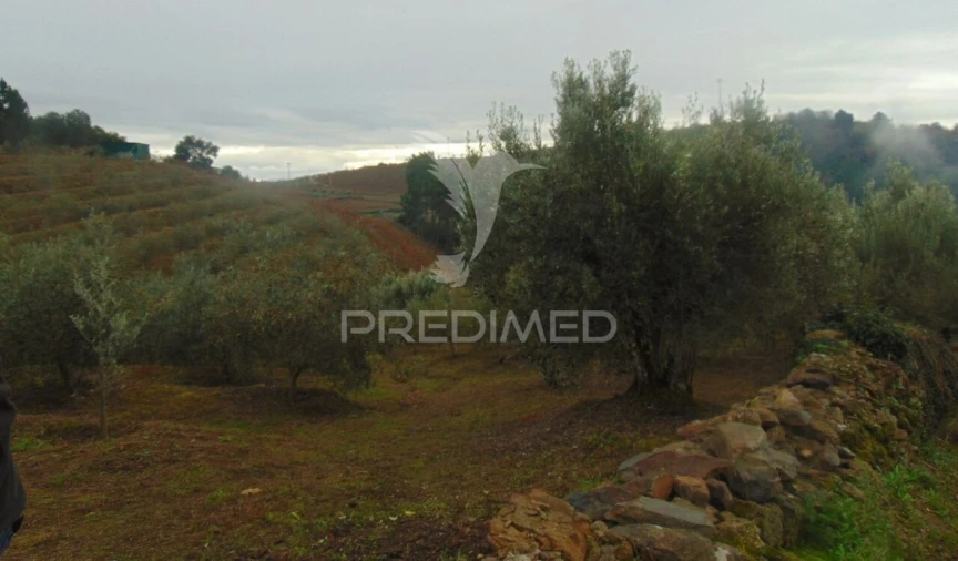 Terreno para Venda em Abaças Foto 19