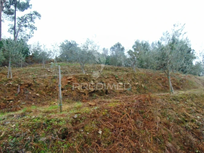 Terreno para Venda em Abaças Foto 3