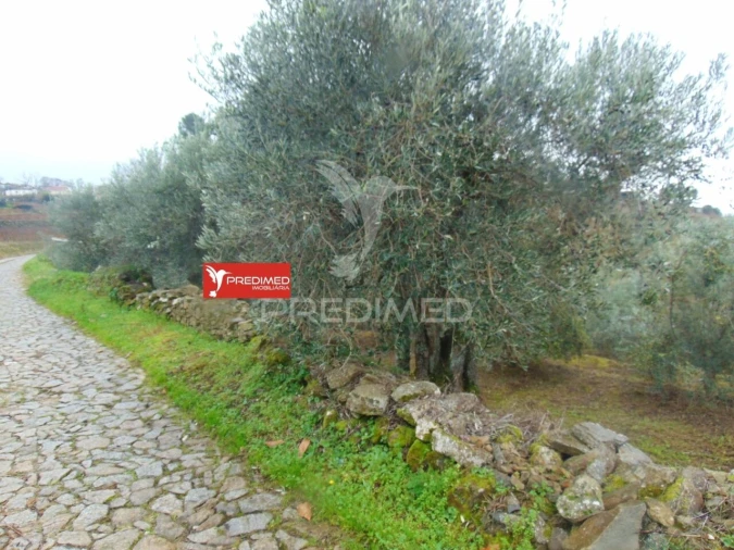 Terreno para Venda em Abaças Foto 26