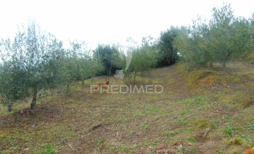 Terreno para Venda em Abaças Foto 16