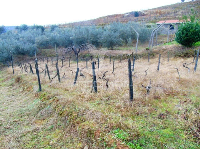 Terreno para Venda em Abaças Foto 7