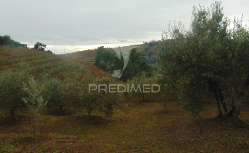 Terreno para Venda em Abaças Foto 20