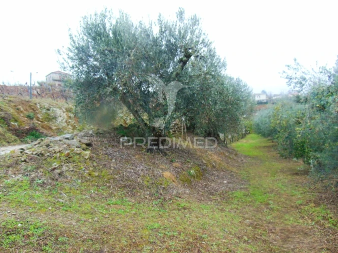 Terreno para Venda em Abaças Foto 18