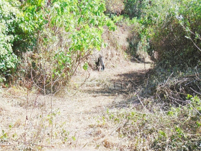 Moradia T2 para Venda em Parada de Cunhos Foto 33