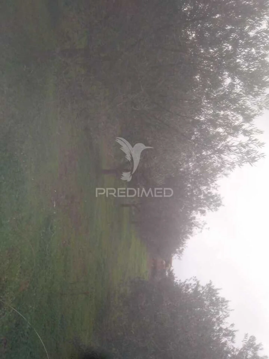 Terreno para Venda em Fontelo Foto 17