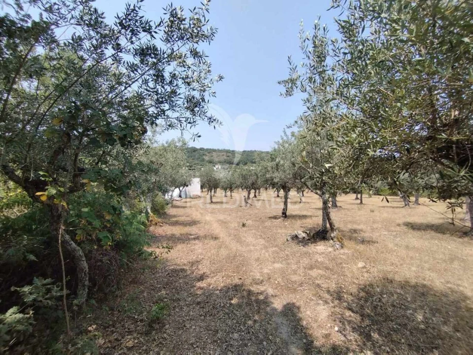 Terreno para Venda em Santa Maria da Devesa Foto 12