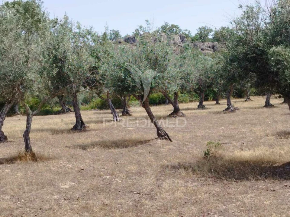 Terreno para Venda em Santa Maria da Devesa Foto 4