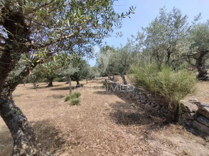Terreno para Venda em Santa Maria da Devesa Foto 7
