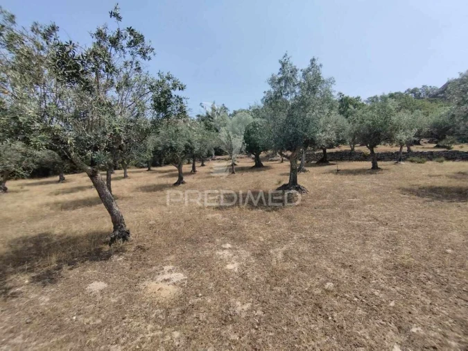 Terreno para Venda em Santa Maria da Devesa Foto 14