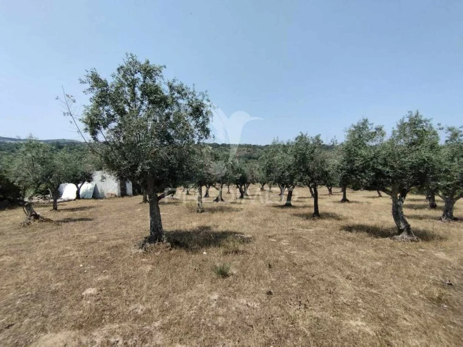 Terreno para Venda em Santa Maria da Devesa Foto 3