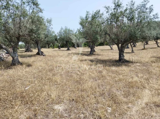 Terreno para Venda em Santa Maria da Devesa Foto 6
