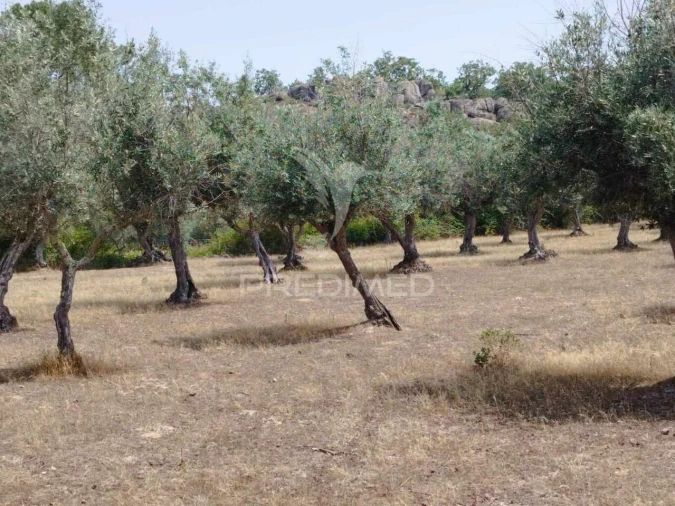 Terreno para Venda em Santa Maria da Devesa Foto 4