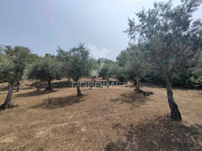 Terreno para Venda em Santa Maria da Devesa Foto 13