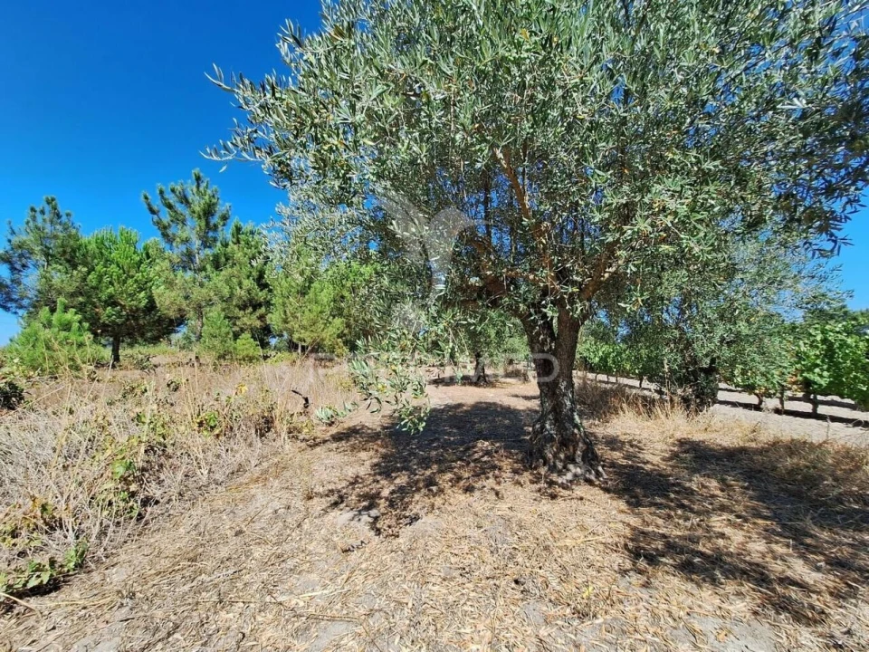 Terreno para Venda em Vale de Santarem Foto 9