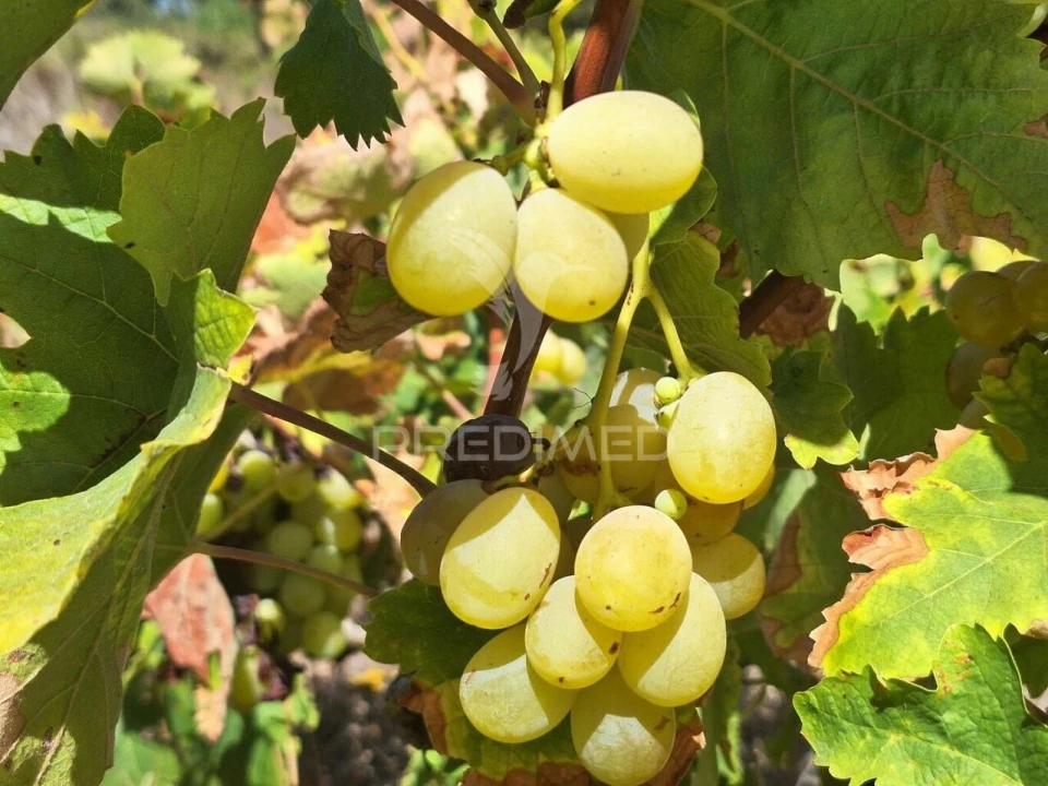 Terreno para Venda em Vale de Santarem Foto 3