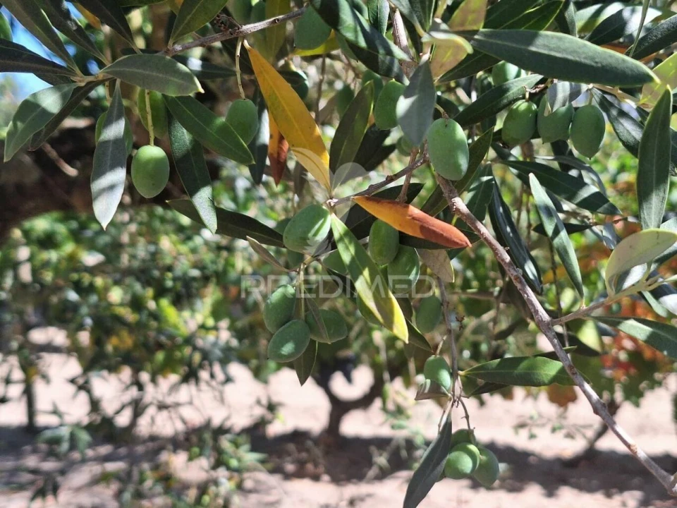 Terreno para Venda em Vale de Santarem Foto 15