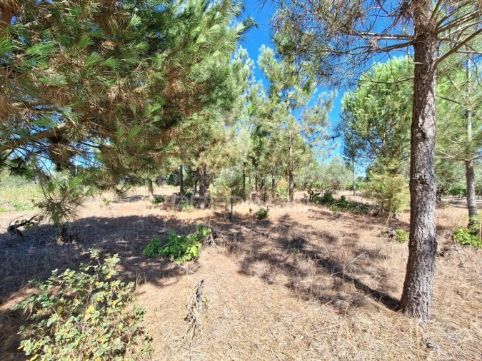 Terreno para Venda em Vale de Santarem Foto 11