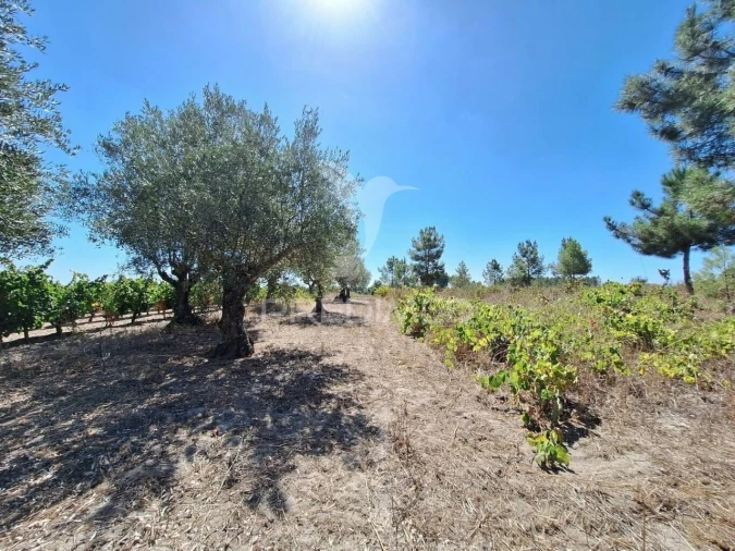 Terreno para Venda em Vale de Santarem