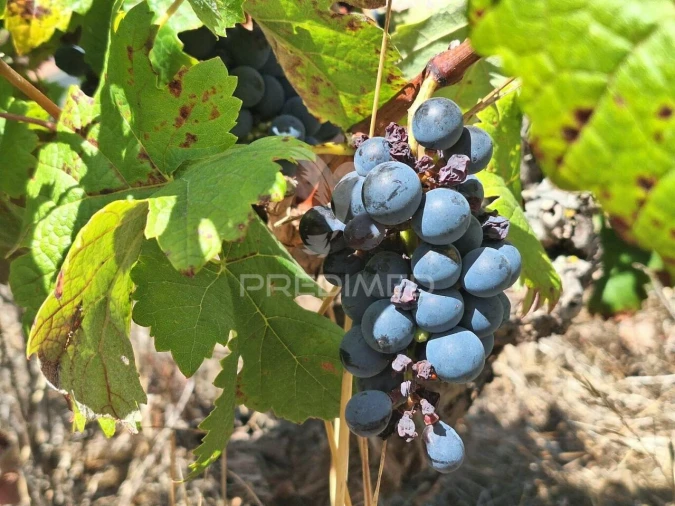 Terreno para Venda em Vale de Santarem Foto 16