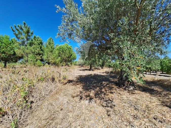 Terreno para Venda em Vale de Santarem Foto 12