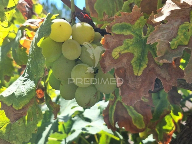 Terreno para Venda em Vale de Santarem Foto 10